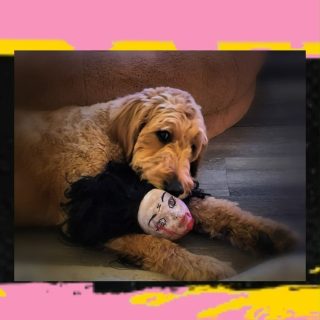 Happy Friday. #FluffThis #HisMajestyTheBeast #LoveOfMyLife