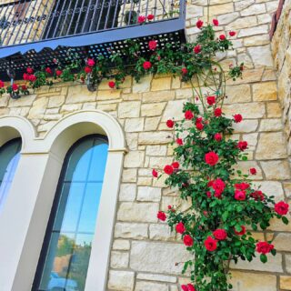 The beauty of spring.